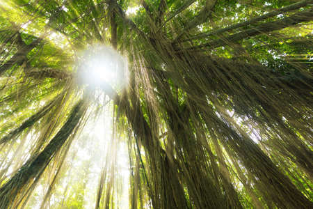 Tropical exotic rain forest jungle sun light raysの写真素材