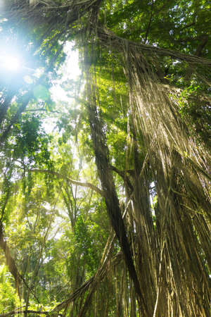 Tropical exotic rain forest jungle sun light raysの写真素材