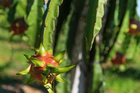 Dragon fruit or Pitaya Pitahaya plantation in Vietnam Hylocercus undatusの写真素材