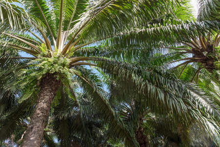 African oil palm plantation in Thailand Elaeis guineensis or macaw-fatの写真素材