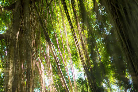 Tropical exotic rain forest jungle on Asian Bali island with sun light raysの写真素材