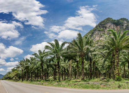 African oil palm plantation in Thailand Elaeis guineensis or macaw-fat