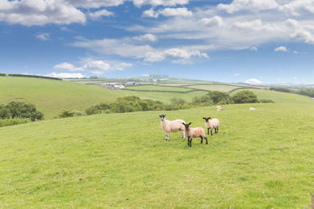 Idillic landscape with sheep, lambs, ram on a perfect juicy green grass fields and hills near ocean, Cornwall, England, United Kingdomの写真素材
