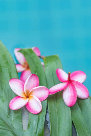 Frangipani Plumeria flower tropical background in blue swimming poolの写真素材