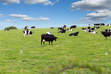 Perfect farm cows on a green meadow fieldの写真素材