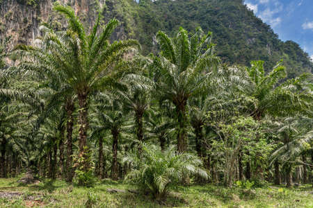African oil palm plantation in Thailand Elaeis guineensis or macaw-fatの写真素材