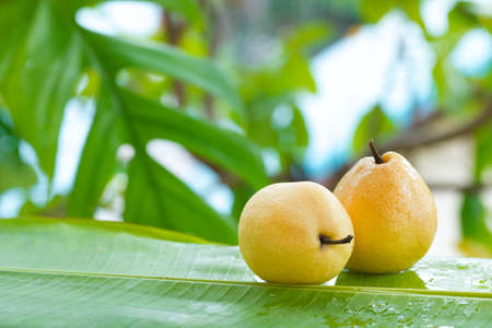 Fresh yellow pear tropic fruit summer refreshment outdoorsの写真素材