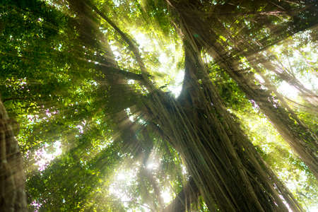 Tropical exotic rain forest jungle on Asian Bali island with sun light raysの写真素材