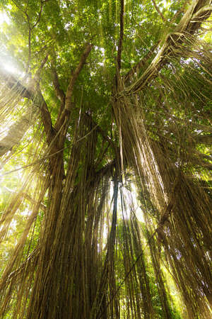 Tropical exotic rain forest jungle on Asian Bali island with sun light rays