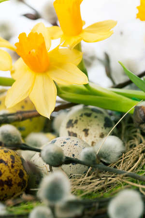 Easter eggs in the nest on a white backgroundの写真素材