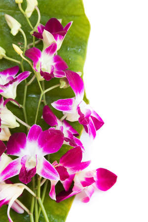 Perfect aroma purple orchid flowers on white backgroundの写真素材
