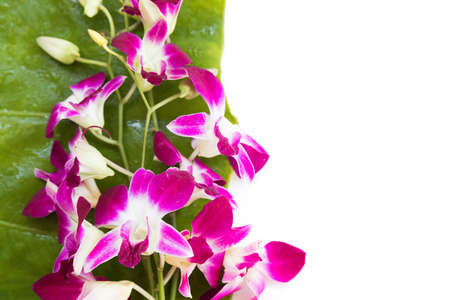 Perfect aroma purple orchid flowers on white backgroundの写真素材