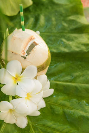 Tropical exotic coconut fruit drink with straw and plumeria frangipani flowers outdoorsの写真素材