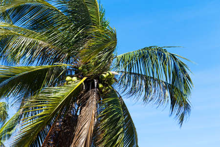 Palm trees in front of deep blue sky