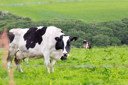 Perfect farm cows on a green meadow fieldの写真素材