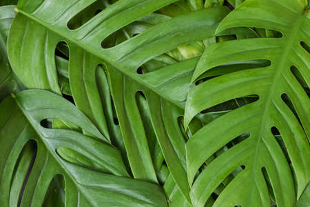 Monstera liana, vine top view still life background tropical wallpaper flat lay layoutの写真素材