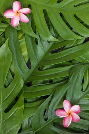 Monstera liana, vine top view still life background with frangipani plumeria flower tropical wallpaper flat lay layoutの写真素材