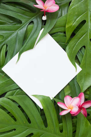 Tropical top view summer botanical concept still life white frame with monstera liana, vine, palm leaves and plumeria frangipani flower flat lay layoutの写真素材