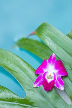 Frangipani orchid flower tropical background in blue swimming poolの写真素材