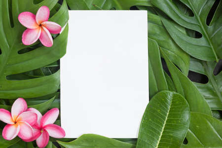 Tropical top view summer botanical concept still life white frame with monstera liana, vine, palm leaves and plumeria frangipani flower flat lay layoutの写真素材