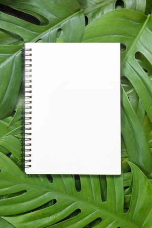 Tropical top view summer botanical concept still life white frame with monstera liana, vine, palm leaves flat lay layoutの写真素材