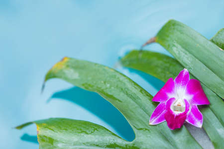 Frangipani orchid flower tropical background in blue swimming poolの写真素材