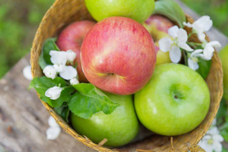 Fresh sweet juicy red and green apples with flowers on a wooden background in gardenの写真素材