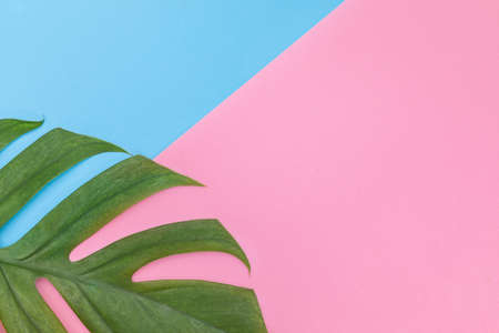 Tropical top view summer holiday concept still life with monstera liana, vine, palm leaves on pink and blue background flat lay layoutの写真素材