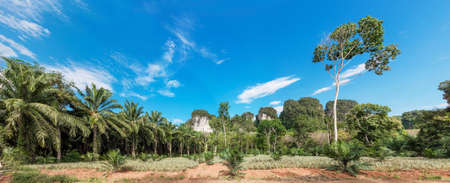 African oil palm plantation in Thailand Elaeis guineensis or macaw-fatの写真素材