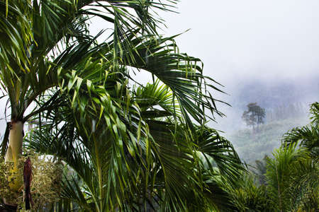 Tropic forest in rain and white mist fogの写真素材