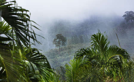 Tropic forest in rain and white mist fogの写真素材