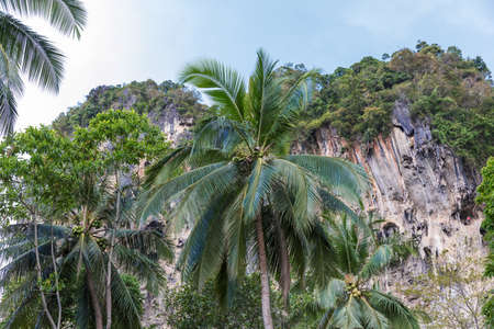Popular travel tropical karst rocks perfect for climbing, Krabi province, Thailandの写真素材