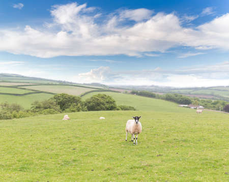 Idillic landscape with sheep, lambs, ram on a perfect juicy green grass fields and hills near ocean, Cornwall, England, United Kingdomの写真素材