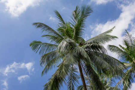 Tropical exotic perfect palm trees in front of blue skyの写真素材