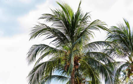 Tropical exotic perfect palm trees in front of blue skyの写真素材