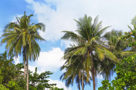 Palm trees in front of deep blue skyの写真素材
