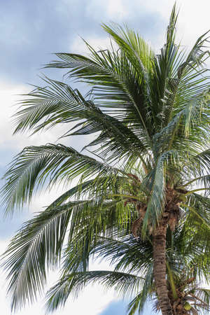 Tropical exotic perfect palm trees in front of blue skyの写真素材
