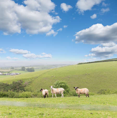 Idillic landscape with sheep, lambs, ram on a perfect juicy green grass fields and hills near ocean, Cornwall, England, United Kingdomの写真素材