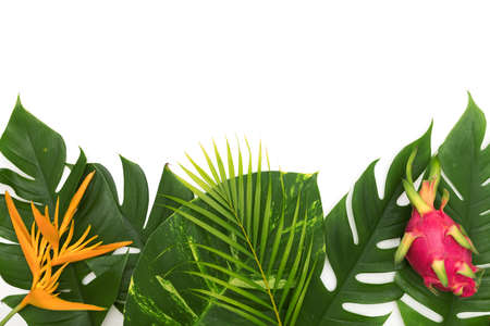 Still life photo tropical concept with border of monstera vine leaf with Heliconia flower and dragon...