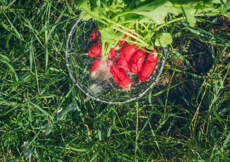 Fresh radish vegetables harvest crop water washing in the garden outdoorsの写真素材