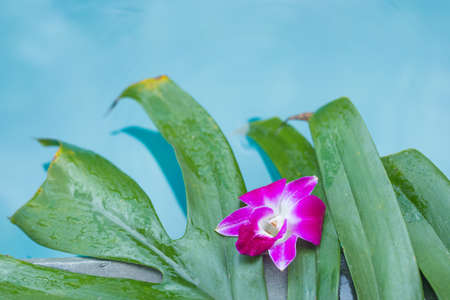 Frangipani orchid flower tropical background in blue swimming poolの写真素材