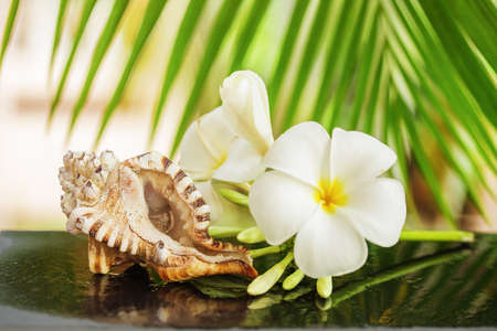 Tropical spa concept with sea shell outdoorsの写真素材
