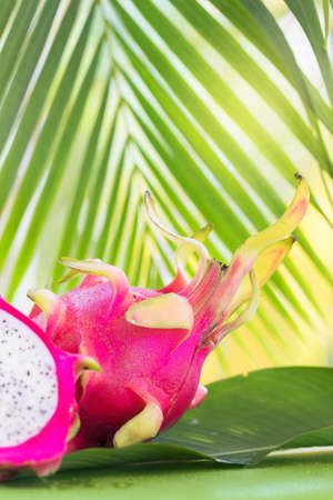Fresh, tasty tropic, exotic dragon pitahya dragon fruit near palmsの写真素材