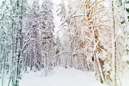 Russian winter forest road in snow and ice whiteの写真素材
