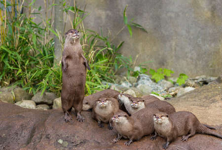 Lovely pretty playful otters have fun outdoors natureの写真素材