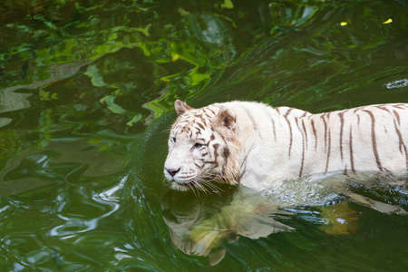 Active albino white tiger outdoorsの写真素材