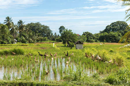 Bali island growing rice field with ducks - organic agricultureの写真素材