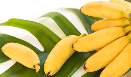 Fresh mini banana fruits on palm leavesの写真素材