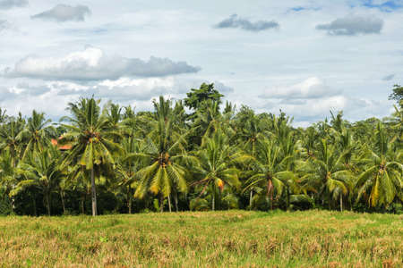Tropical landscape with palm grove and rice fieldsの写真素材