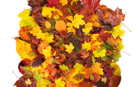 Autumn fall leaves background season design concept